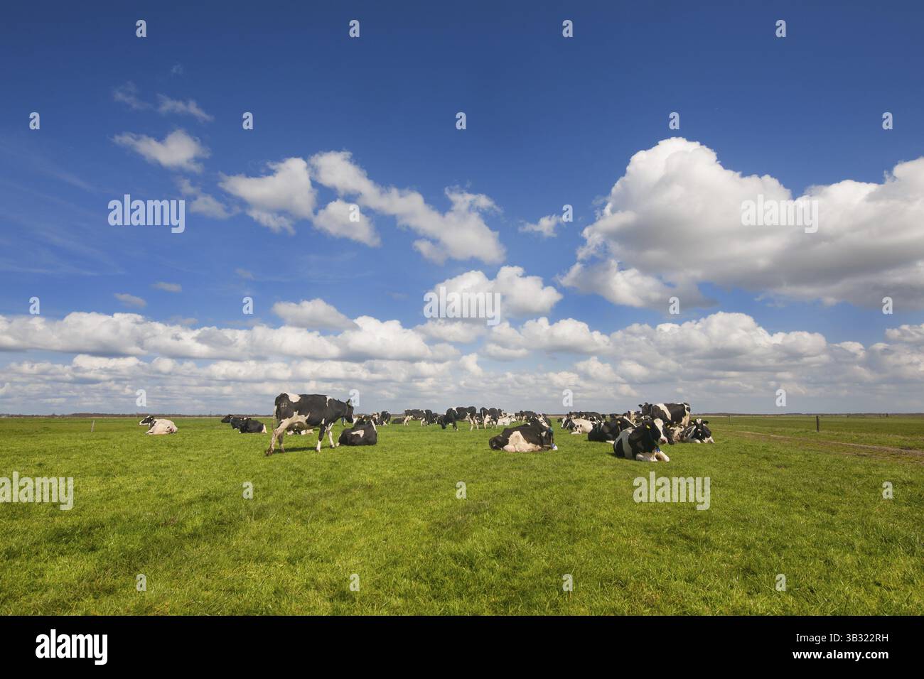 Bestiame olandese di vacche nere e bianche nei prati Foto Stock