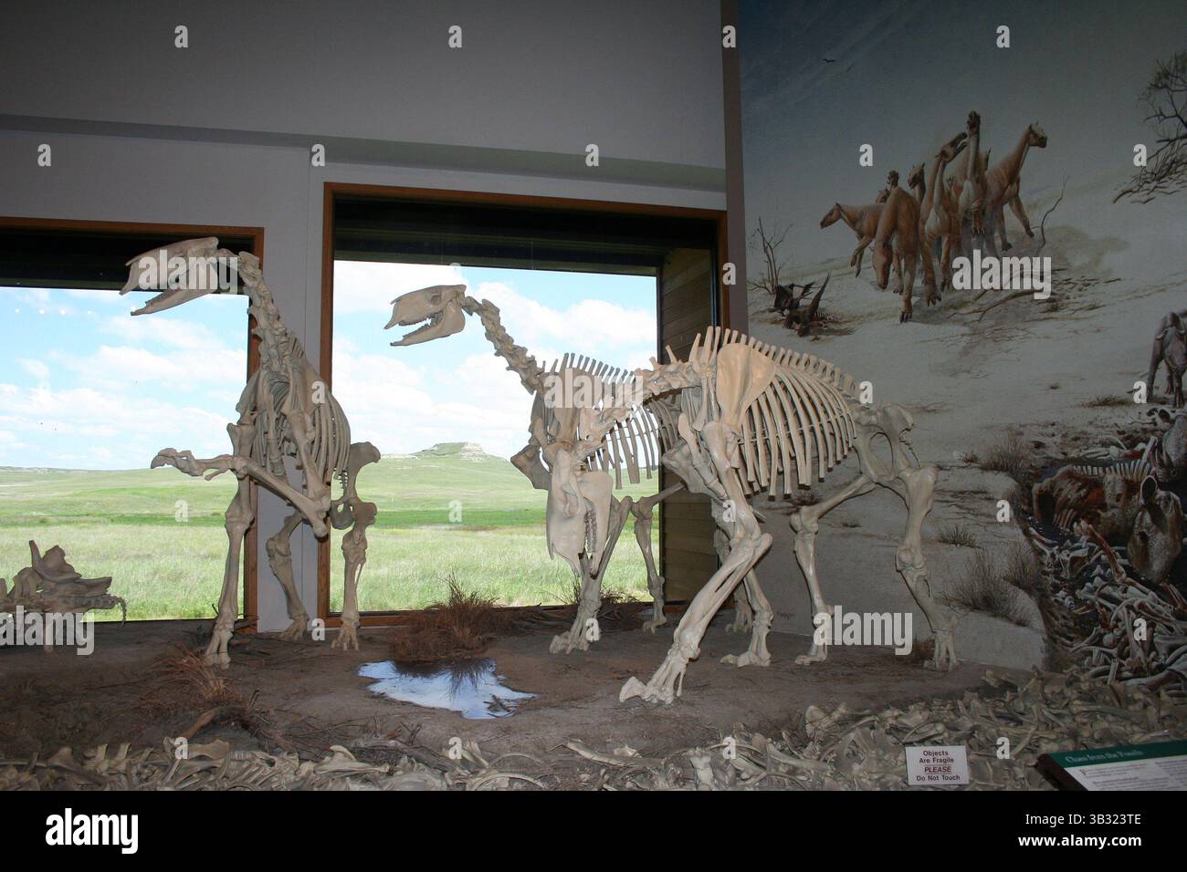 18 giugno 2015 - ne, Stati Uniti - fossili di creature preistoriche, tra cui il cane da barbabietola, il maiale scavatore miocene e il menocero, un piccolo rinoceronte, si trovano presso l'Agate Fossil Beds National Monument vicino a Harrison. (Immagine di credito: © Mary Ann Anderson/TNS via ZUMA Wire) Foto Stock