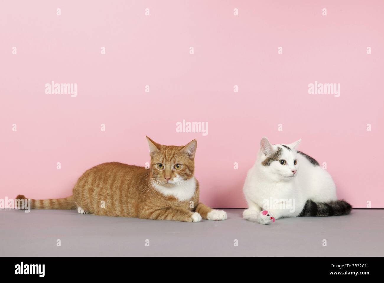 Rosso tabby e in bianco e nero gatto sta giocando con il mouse su sfondo rosa Foto Stock