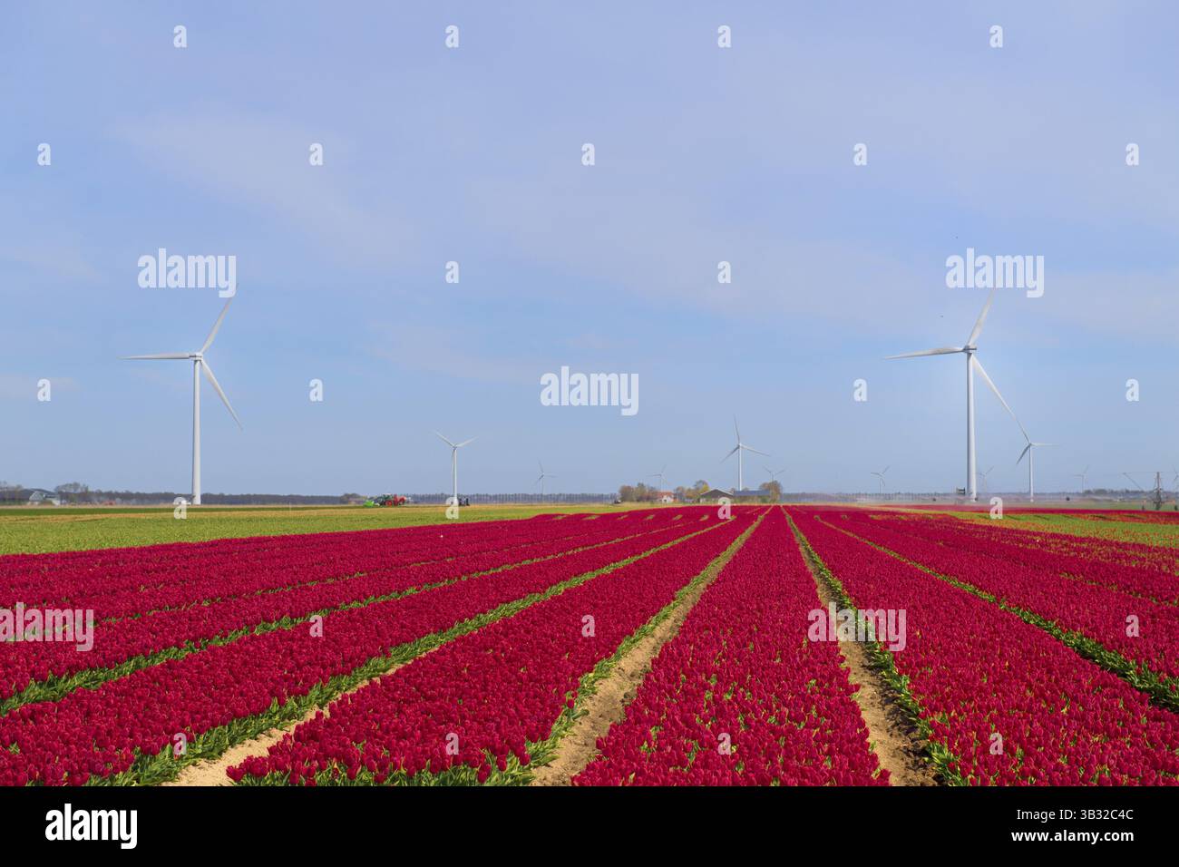 Campi pieni di tulipani rosa in olandese Flevopolder Foto Stock