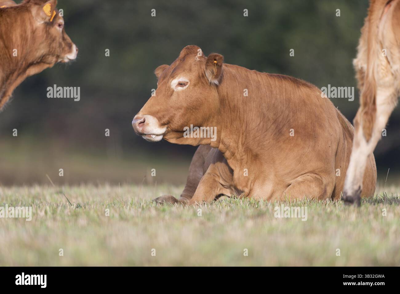 Vacca Limousine in campi in Francia Foto Stock