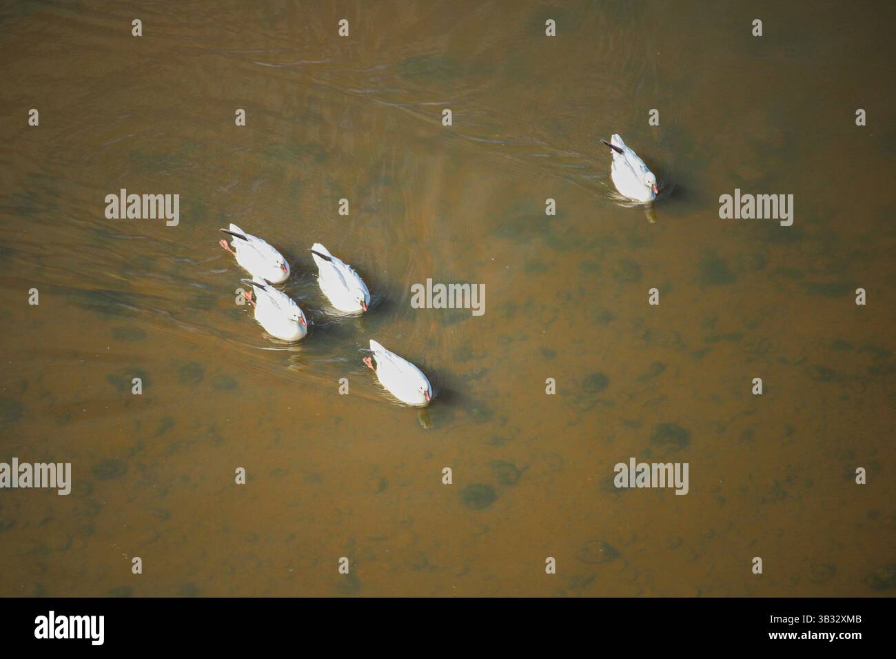 Cette photographie eccetionnelle capture les oies de Ross blanc posées sur l'eau, dans le cadre paisible des Dombes. Foto Stock