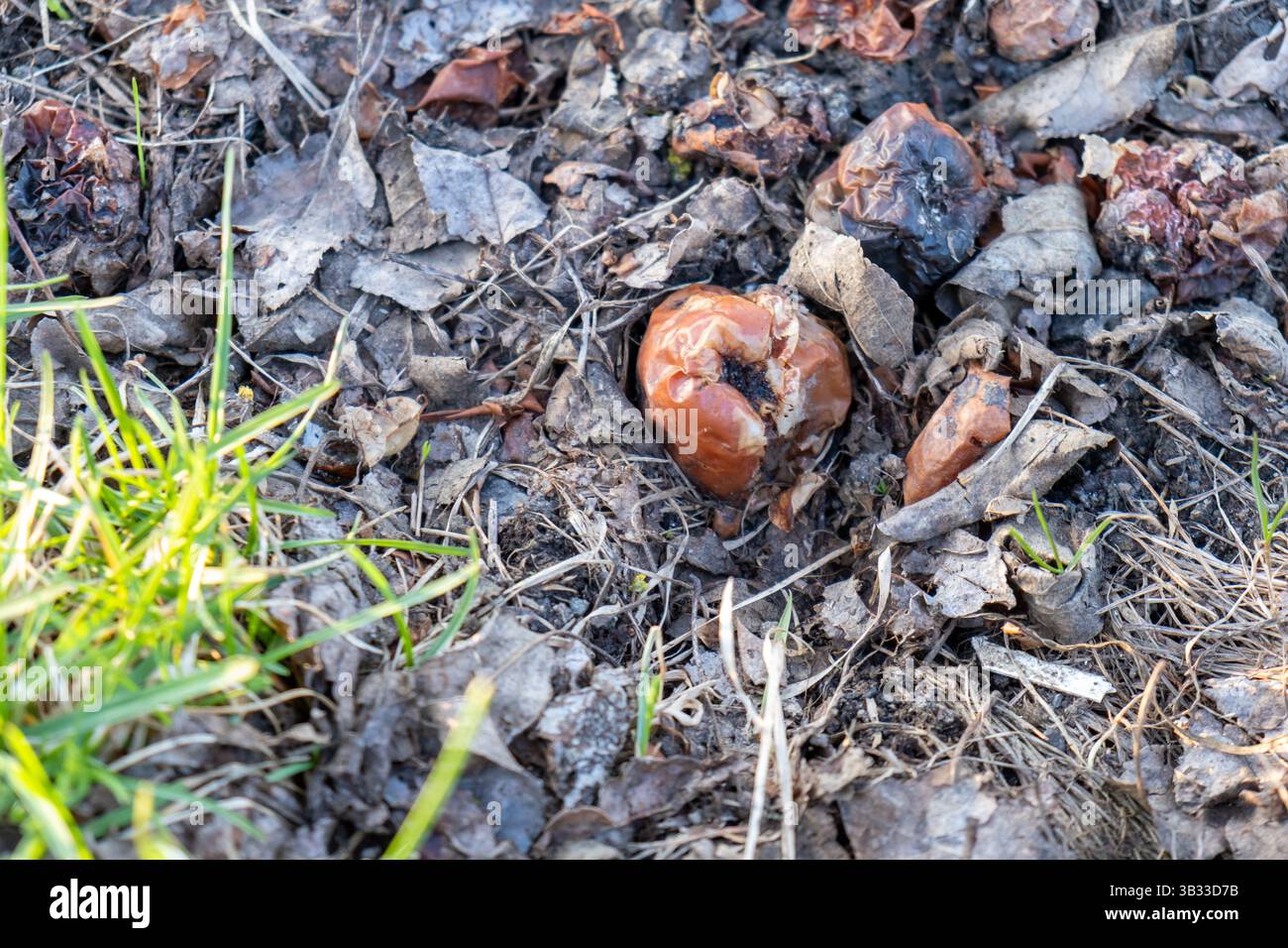 Mele marcire sul terreno boschivo Foto Stock