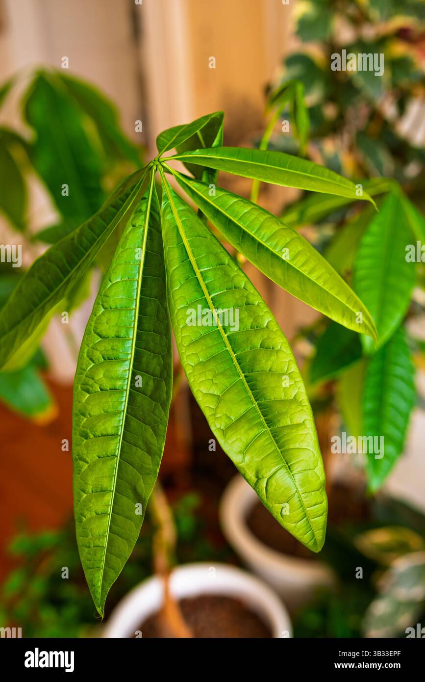 Pachira aquatica, un fiore tropicale di palude a cui piace un po' di abbeverarsi. Foto Stock