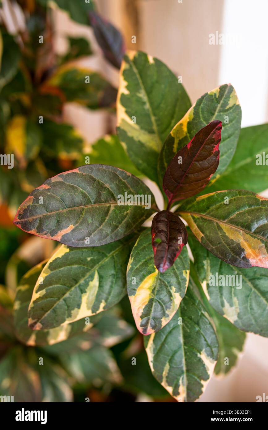 Graptophyllum 'tricolor' pictum, chiamato anche pianta caricatura. Pianta colorata. Foto Stock