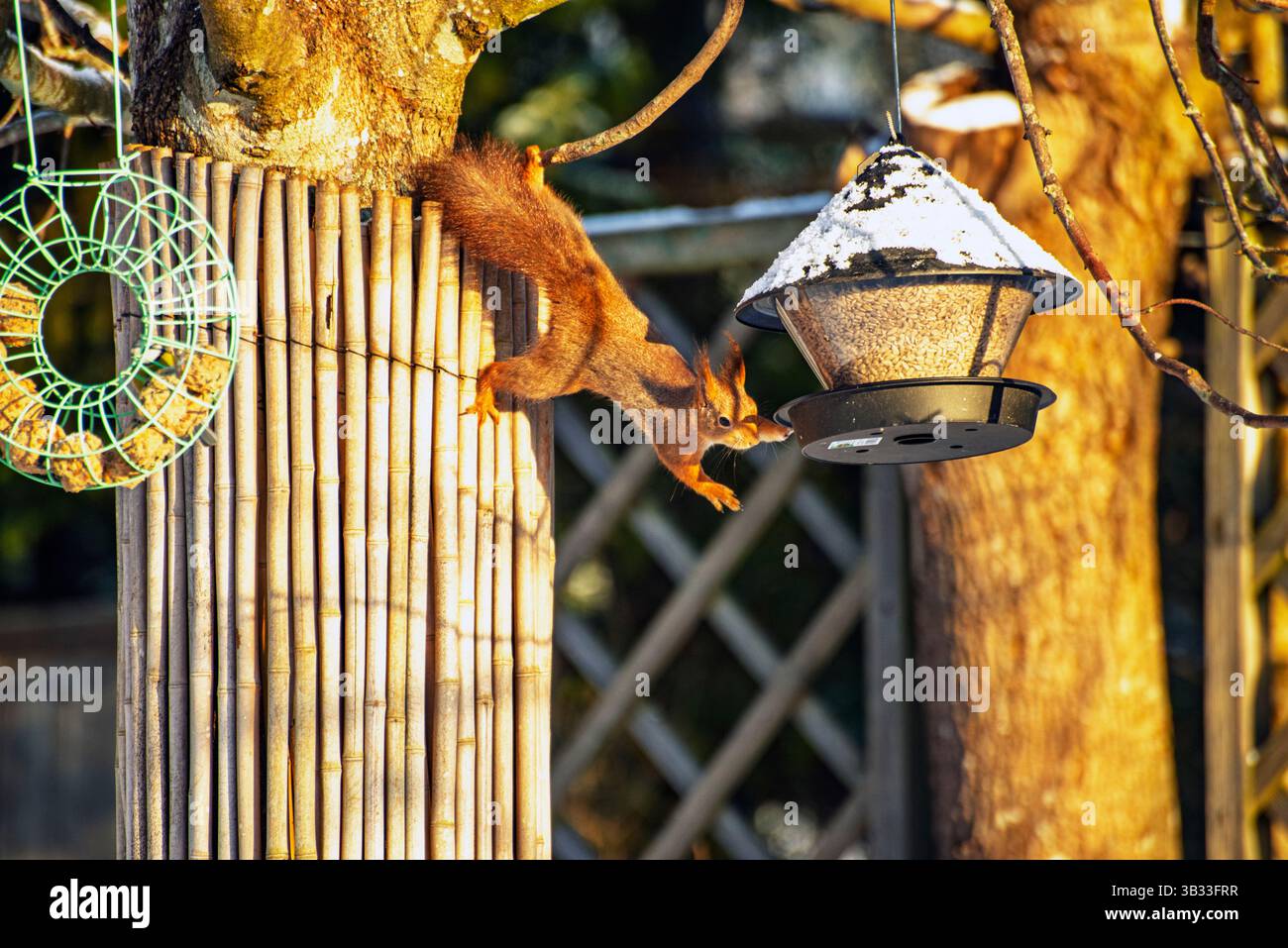 Lo scoiattolo mangerà finché non sarà pieno e poi ancora un po'. Foto Stock