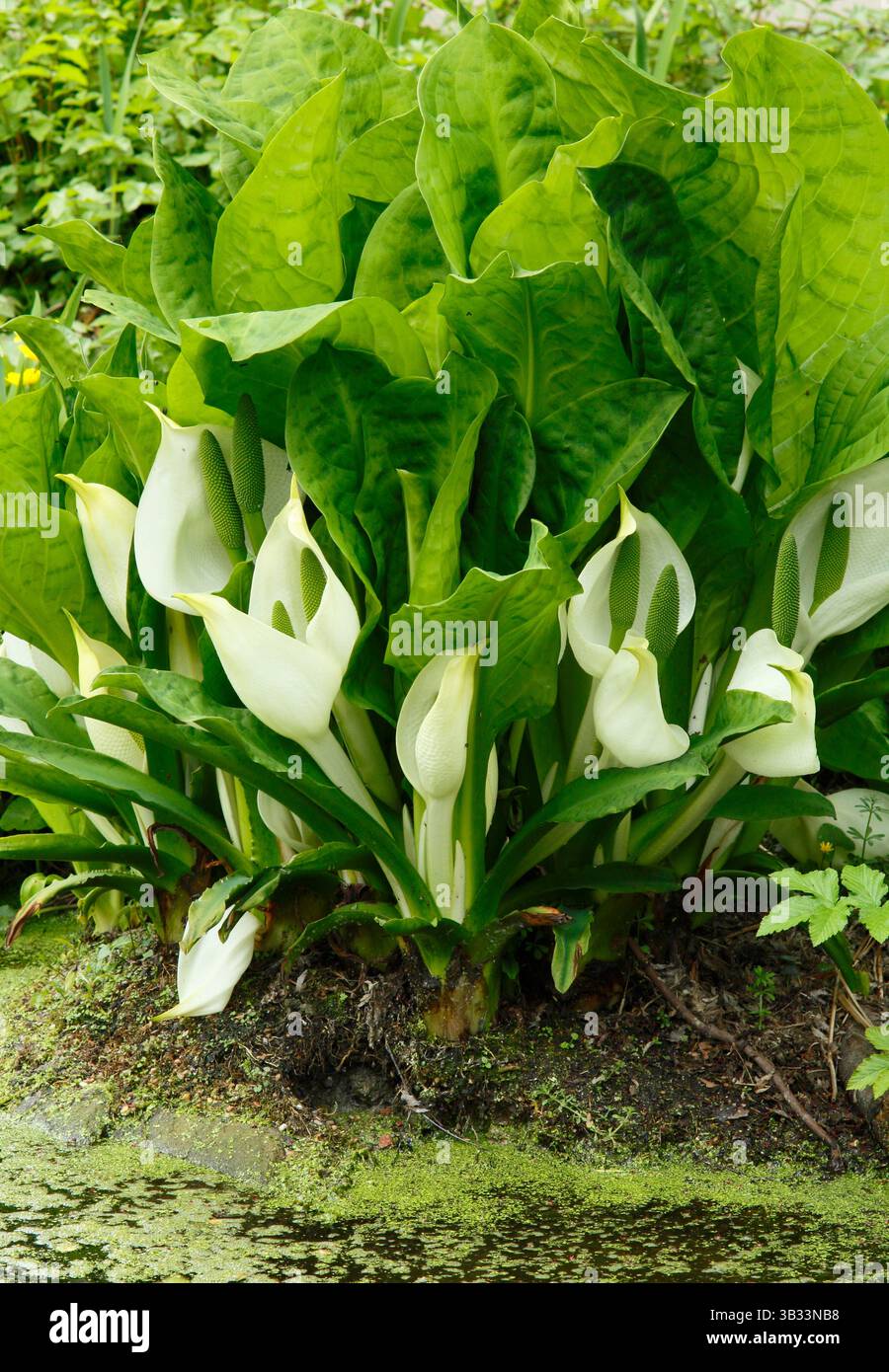 Lysichiton camtschatcensis, o cavolo skunk asiatico, che cresce su un margine dello stagno, mostrando arum bianco come fiori alla fine della primavera. REGNO UNITO Foto Stock