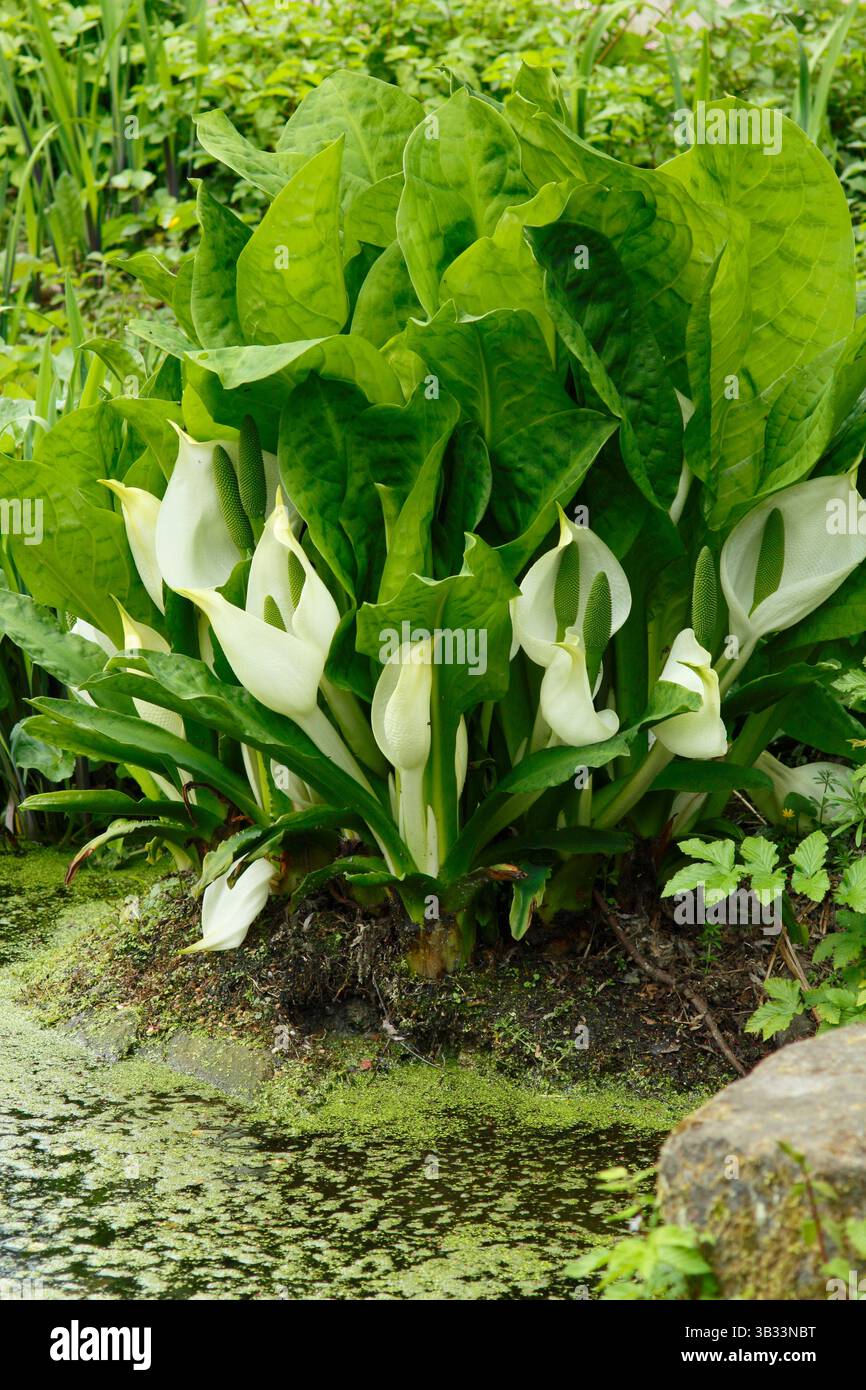 Lysichiton camtschatcensis, o cavolo skunk asiatico, che cresce su un margine dello stagno, mostrando arum bianco come fiori alla fine della primavera. REGNO UNITO Foto Stock