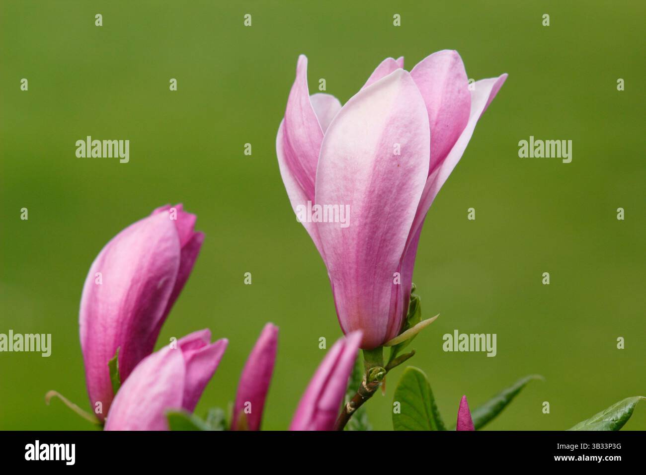 Magnolia Ann, un albero ornamentale compatto in tarda fioritura, che mostra i caratteristici fiori rossi rosati in aprile. REGNO UNITO Foto Stock