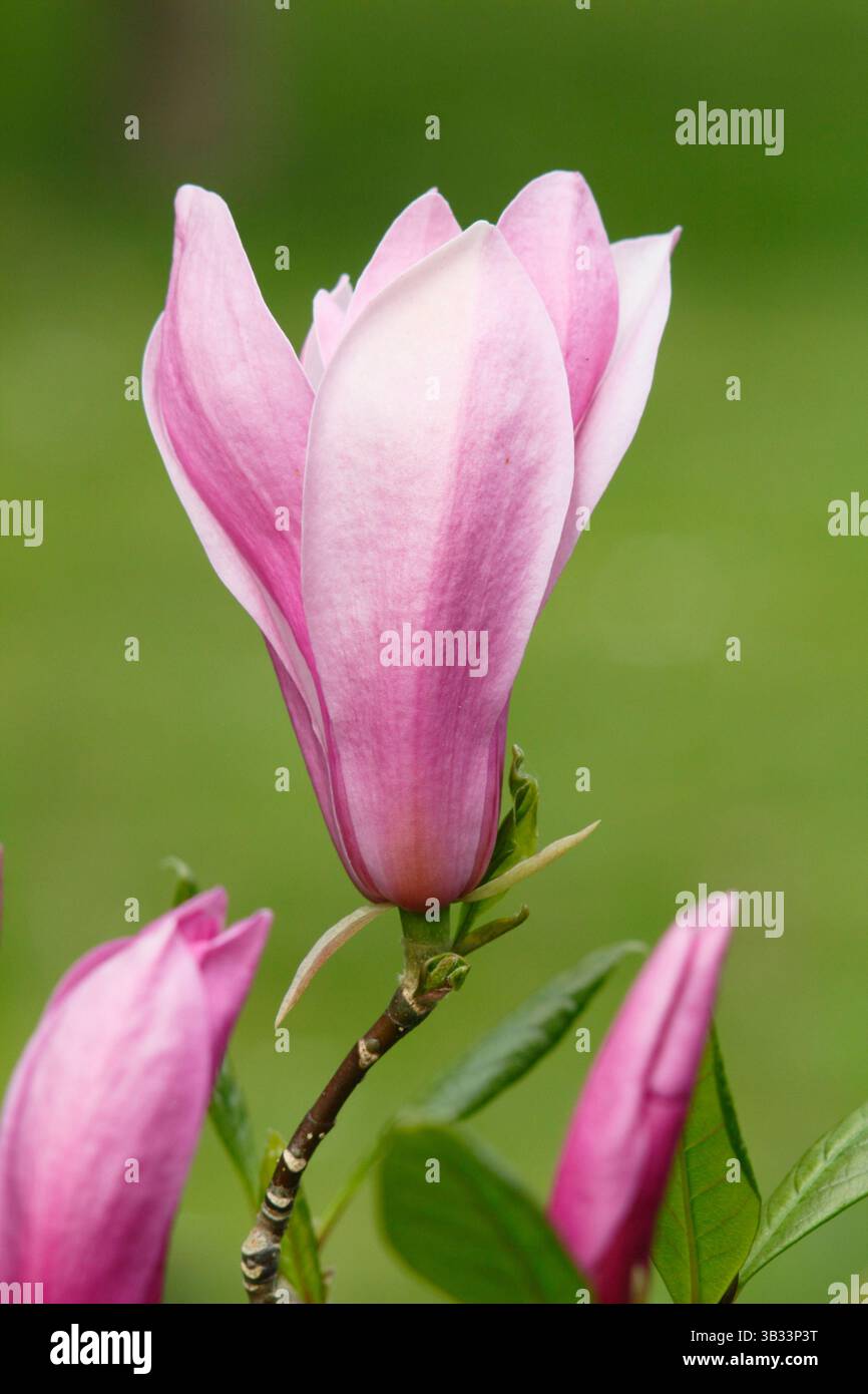 Magnolia Ann, un albero ornamentale compatto in tarda fioritura, che mostra i caratteristici fiori rossi rosati in aprile. REGNO UNITO Foto Stock