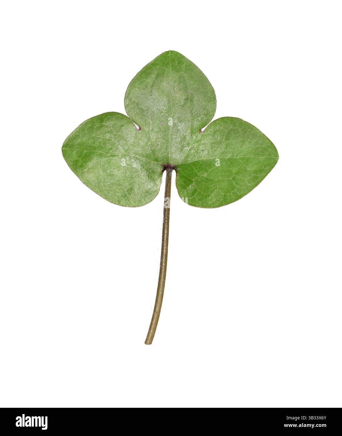 Liverleaf - Hepatica nobilis Foto Stock