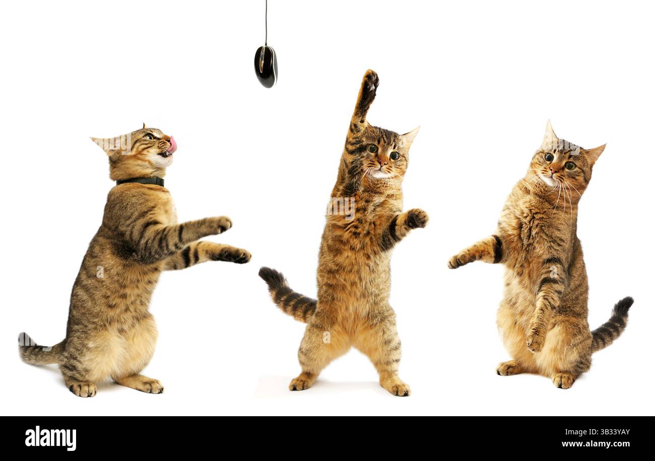 Set di giocoso gattino isolato su sfondo bianco. Foto Stock