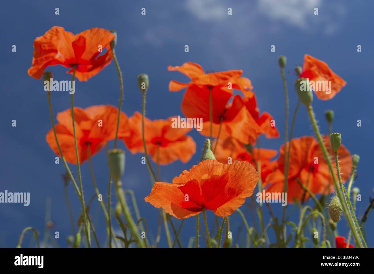Wild papavero rosso con il blu del cielo Foto Stock