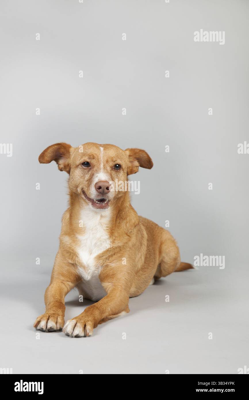 Spagnolo Podenco Andaluz su sfondo grigio Foto Stock