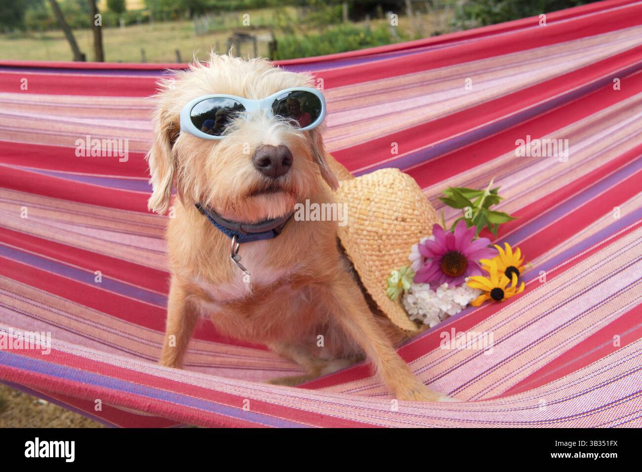 Ritratto outdoor piccola croce razza cane con occhiali da sole e fiori in strisce colorate amaca Foto Stock