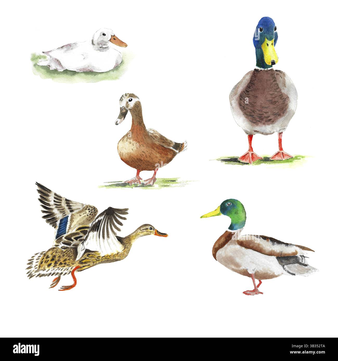 Acquerello di anatre selvatiche di mallardo in diverse pose Foto Stock