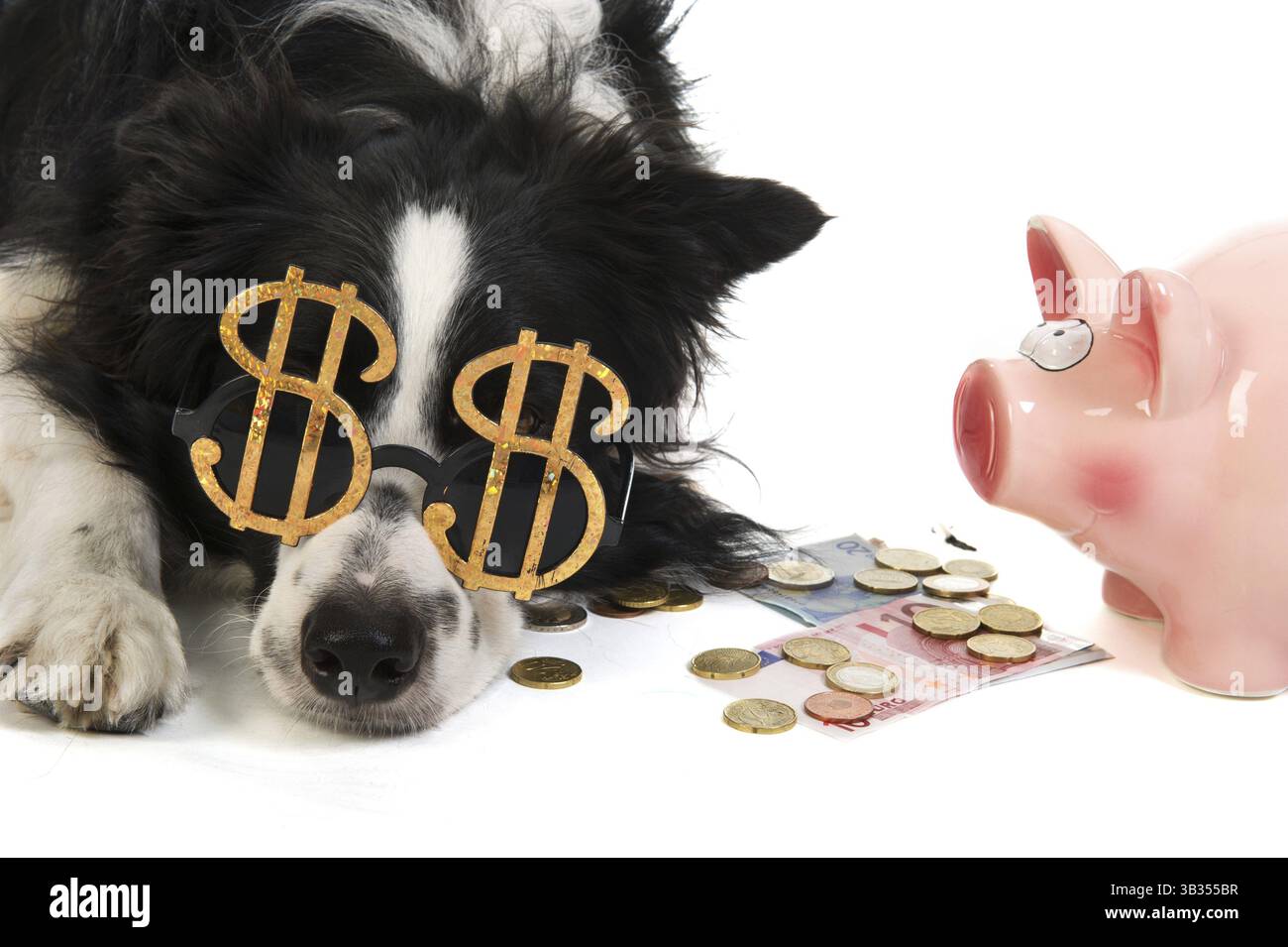 Ritratto di un cane con il dollaro di occhiali da sole e un salvadanaio Foto Stock