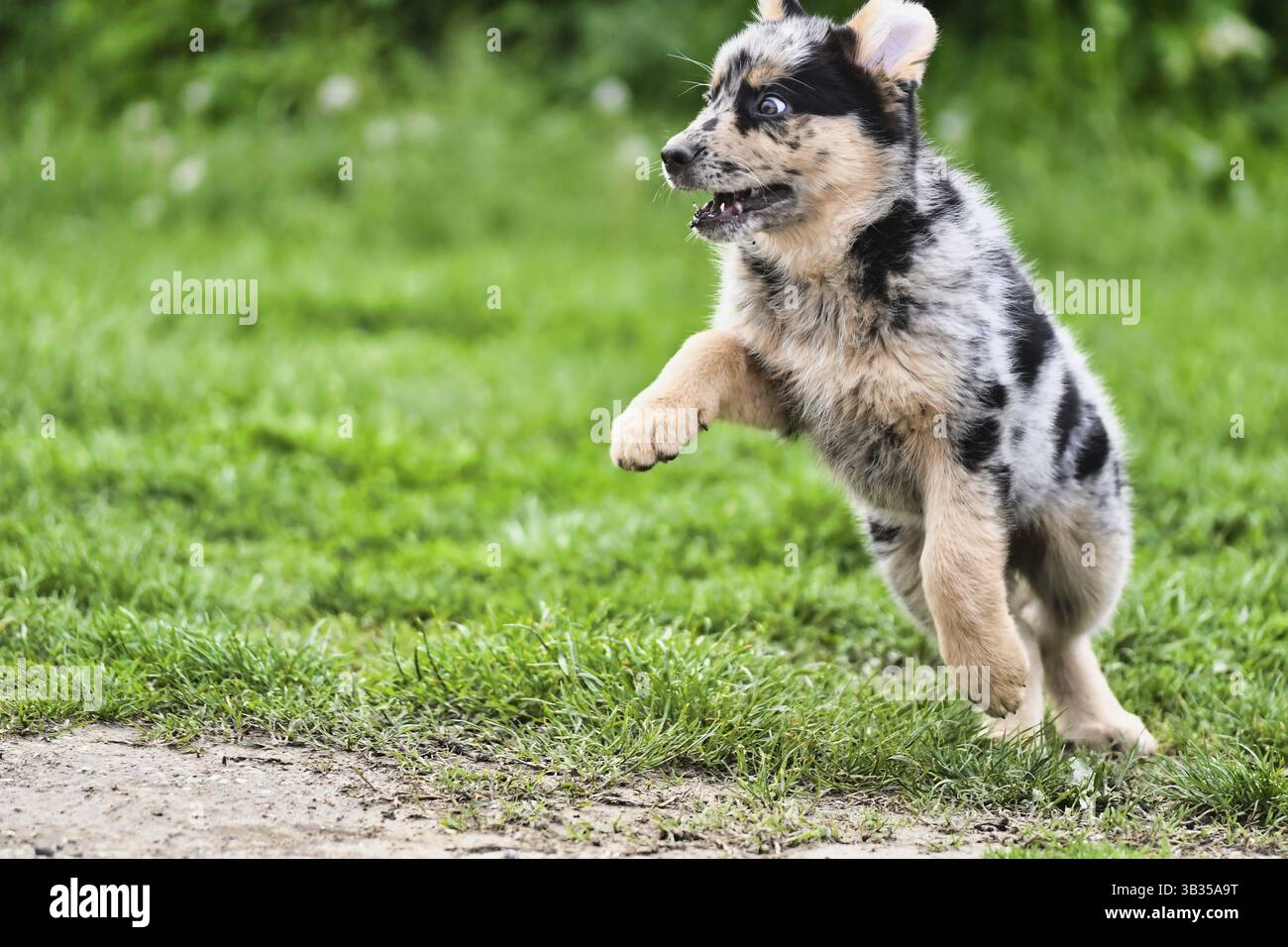 Cane sull'erba, pastore australiano tedesco shepard Foto Stock