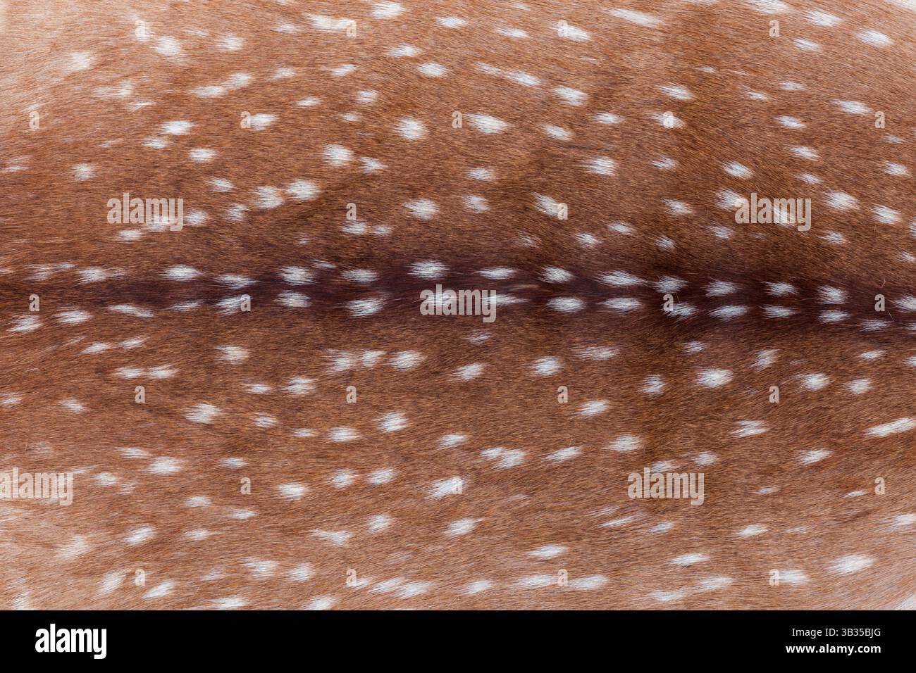Sfondo di pellicce maculate, di un cervo dell'asse adulto proveniente dal Texas Foto Stock