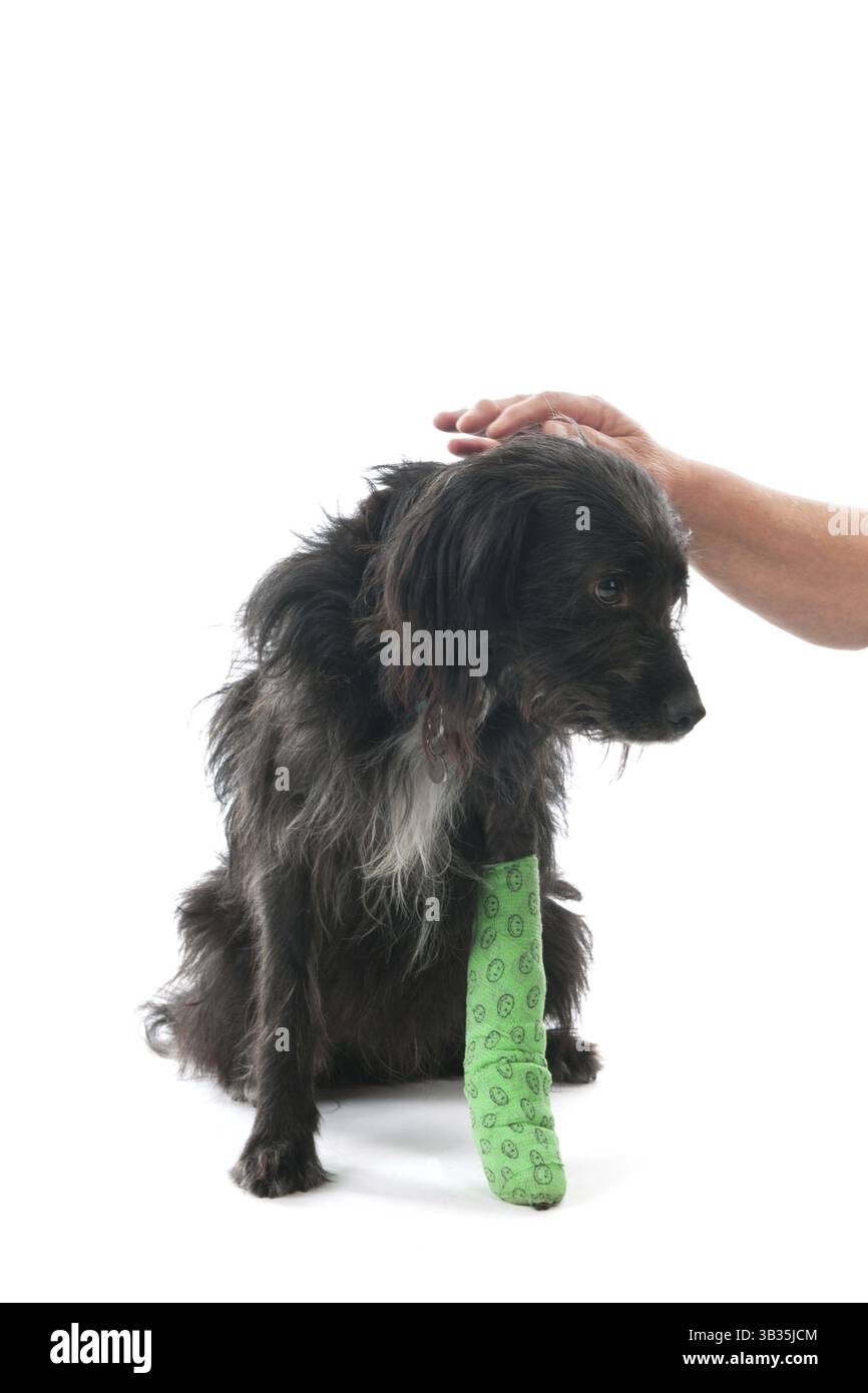Croce di cane di razza con gamba rotta isolate su sfondo bianco Foto Stock