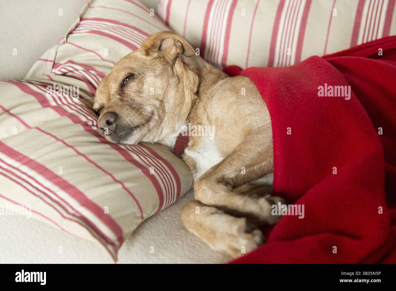 Malati di posa del cane al banco con cuscino e coperta Foto Stock