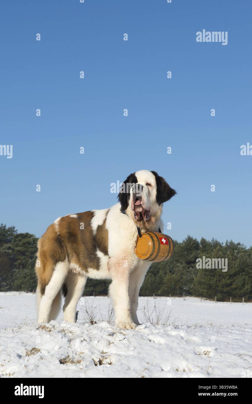 Cane di salvataggio con il barile di legno Foto Stock