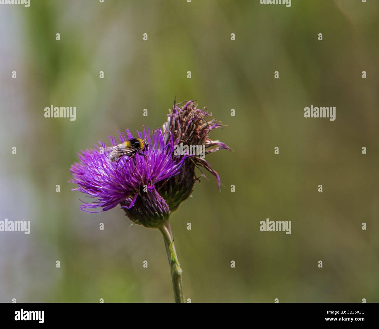 Cardo di latte (Silybum marianum) con api Foto Stock