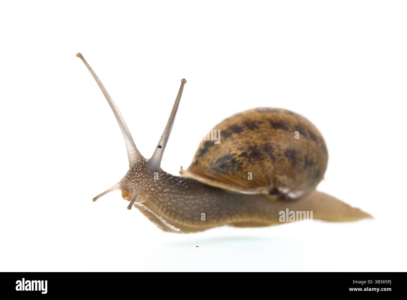 Chiocciola singola isolata su sfondo bianco Foto Stock