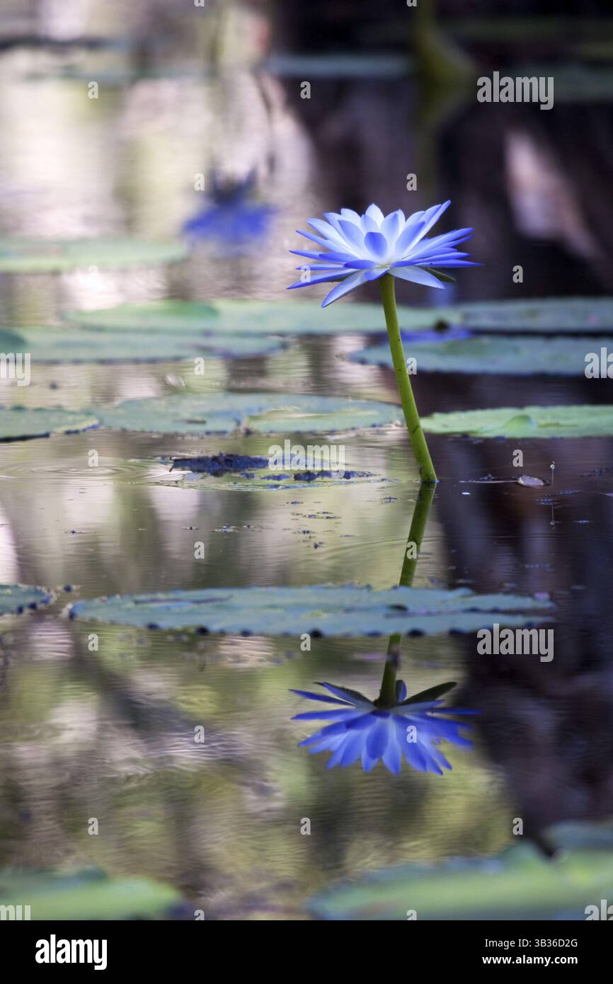 Acqua di mangrovie con bella blu fiori di loto Foto Stock