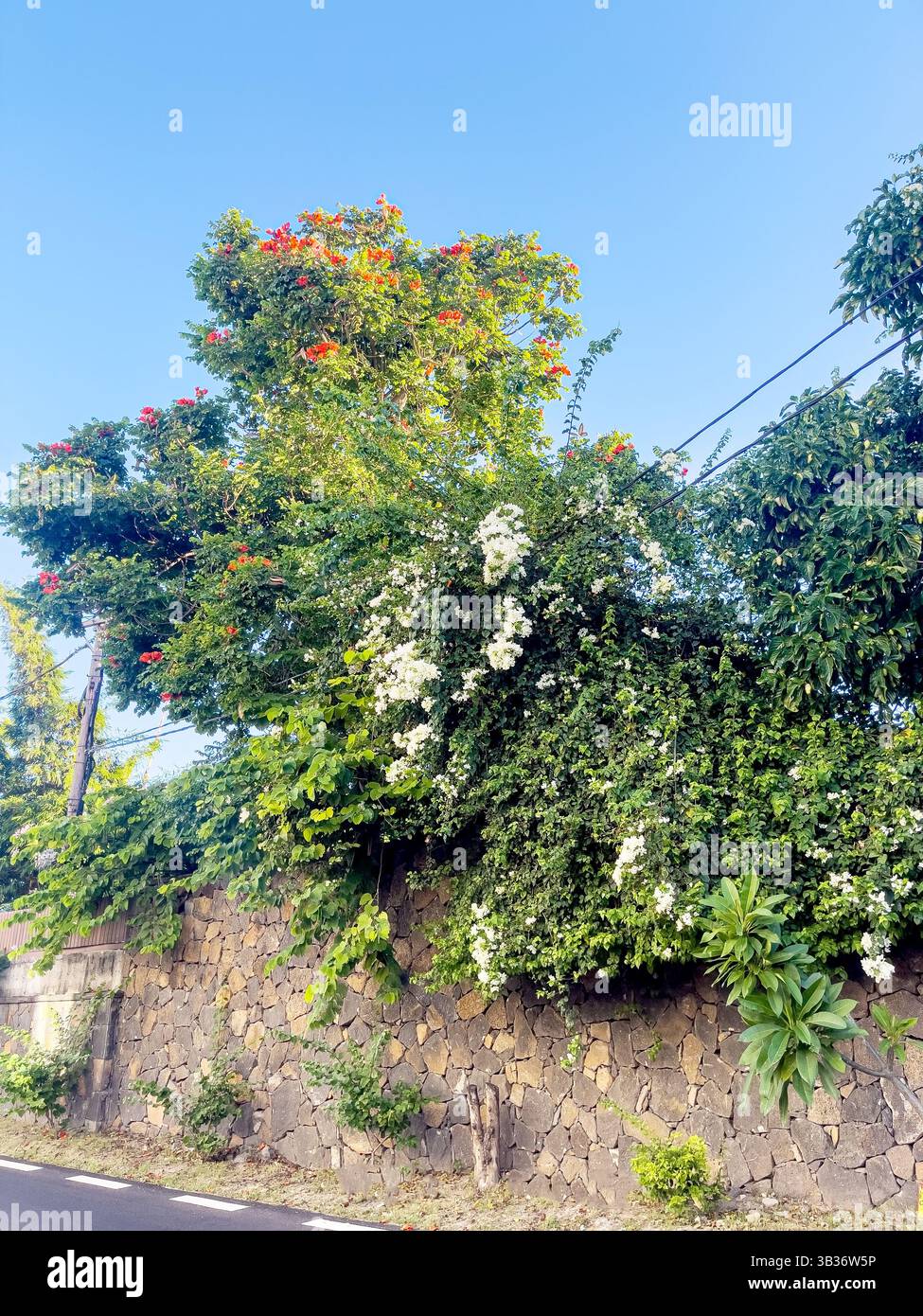 recinzione in pietra lungo la strada con splendidi cespugli fioriti Foto Stock