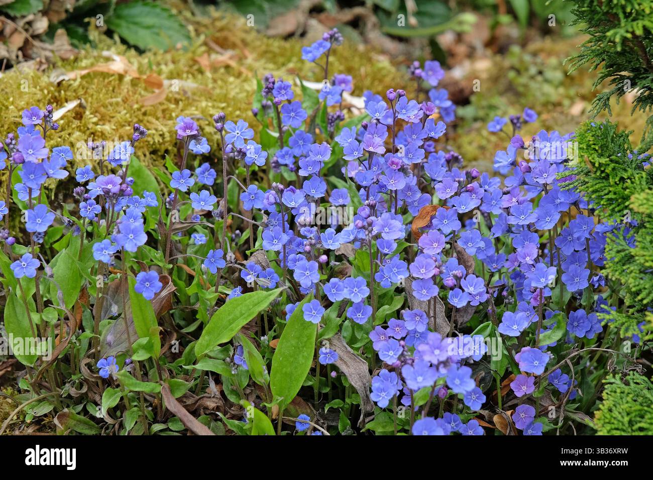 Omphalodes cappadocica «Cherry Ingram», nota anche come erba di navelica cappadociana, in fiore. Foto Stock