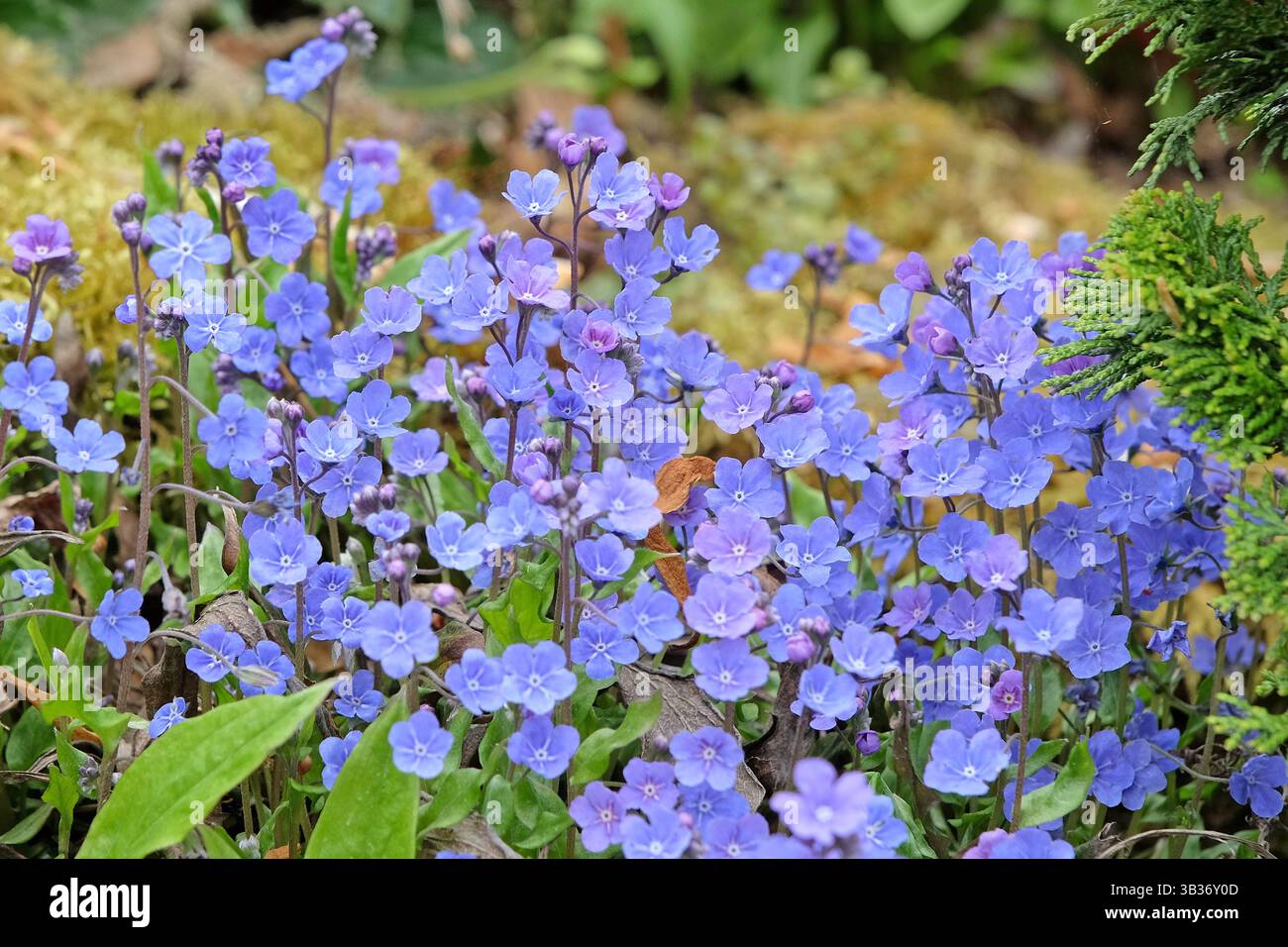 Omphalodes cappadocica «Cherry Ingram», nota anche come erba di navelica cappadociana, in fiore. Foto Stock