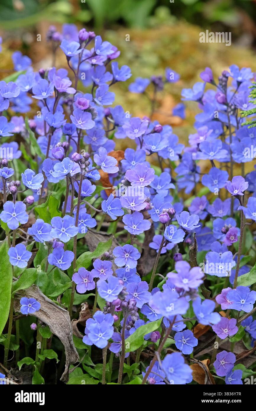 Omphalodes cappadocica «Cherry Ingram», nota anche come erba di navelica cappadociana, in fiore. Foto Stock