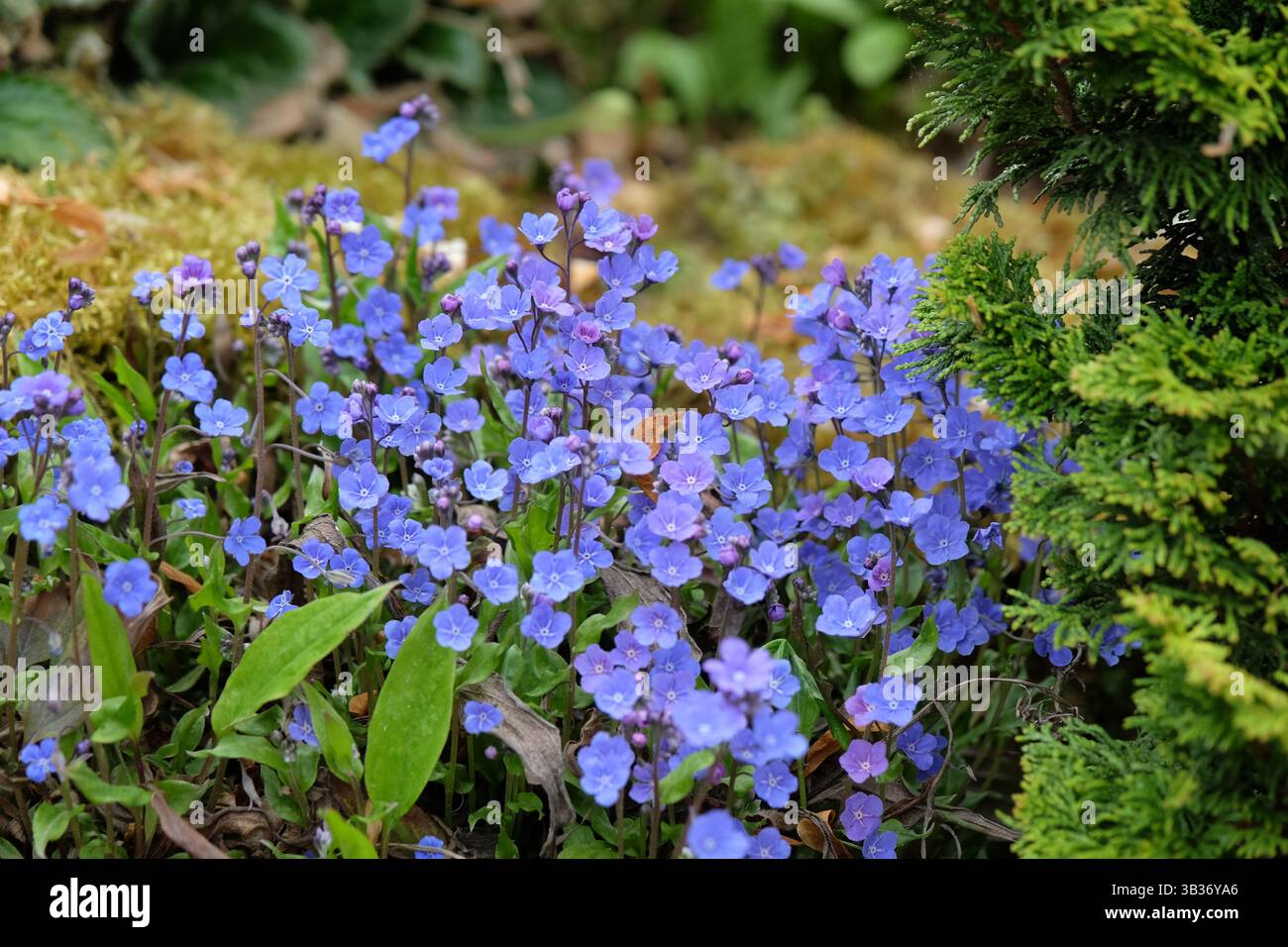 Omphalodes cappadocica «Cherry Ingram», nota anche come erba di navelica cappadociana, in fiore. Foto Stock