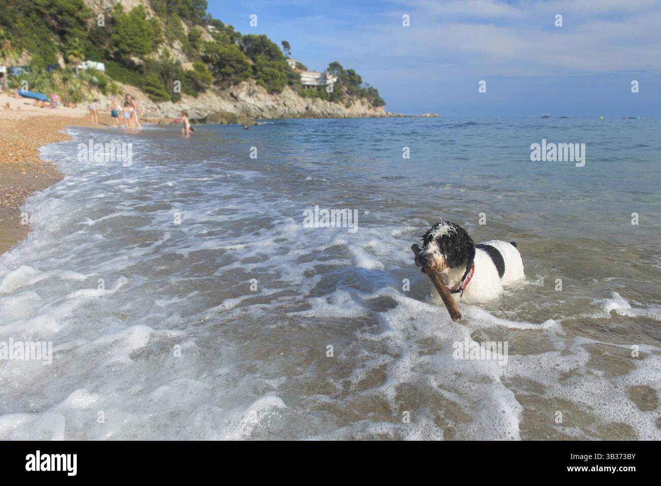 Cane giocando con il bastone in mare Foto Stock