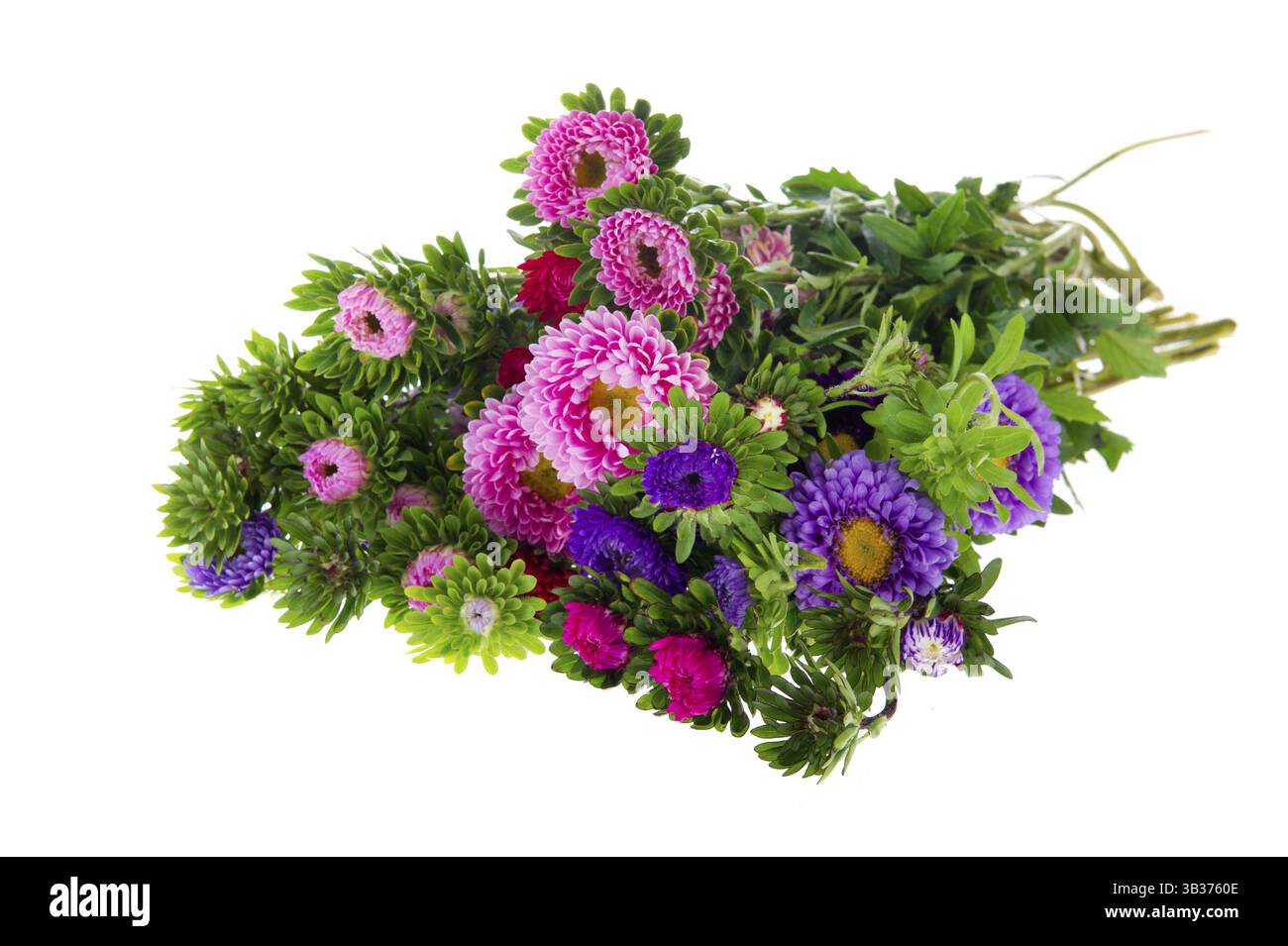 Bouquet colorato New England Aestri isolate su sfondo bianco Foto Stock