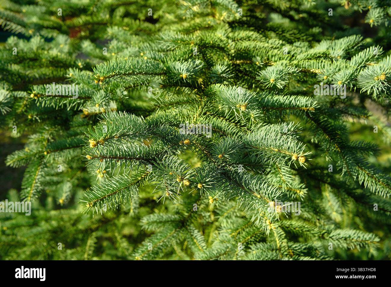 Giovani rami di abete fiorito nella foresta. Abete rosso in primavera. Primo piano della composizione dei rami di abete-ago come struttura di fondo naturale. Foto Stock