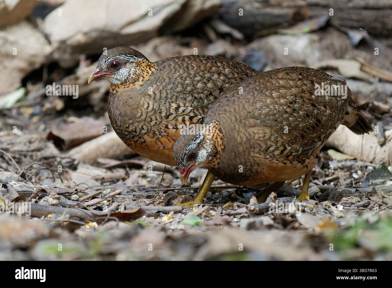 Parteidge mammella scalpo Foto Stock