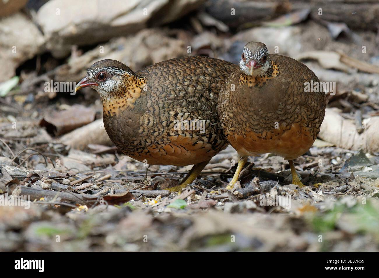 Parteidge mammella scalpo Foto Stock