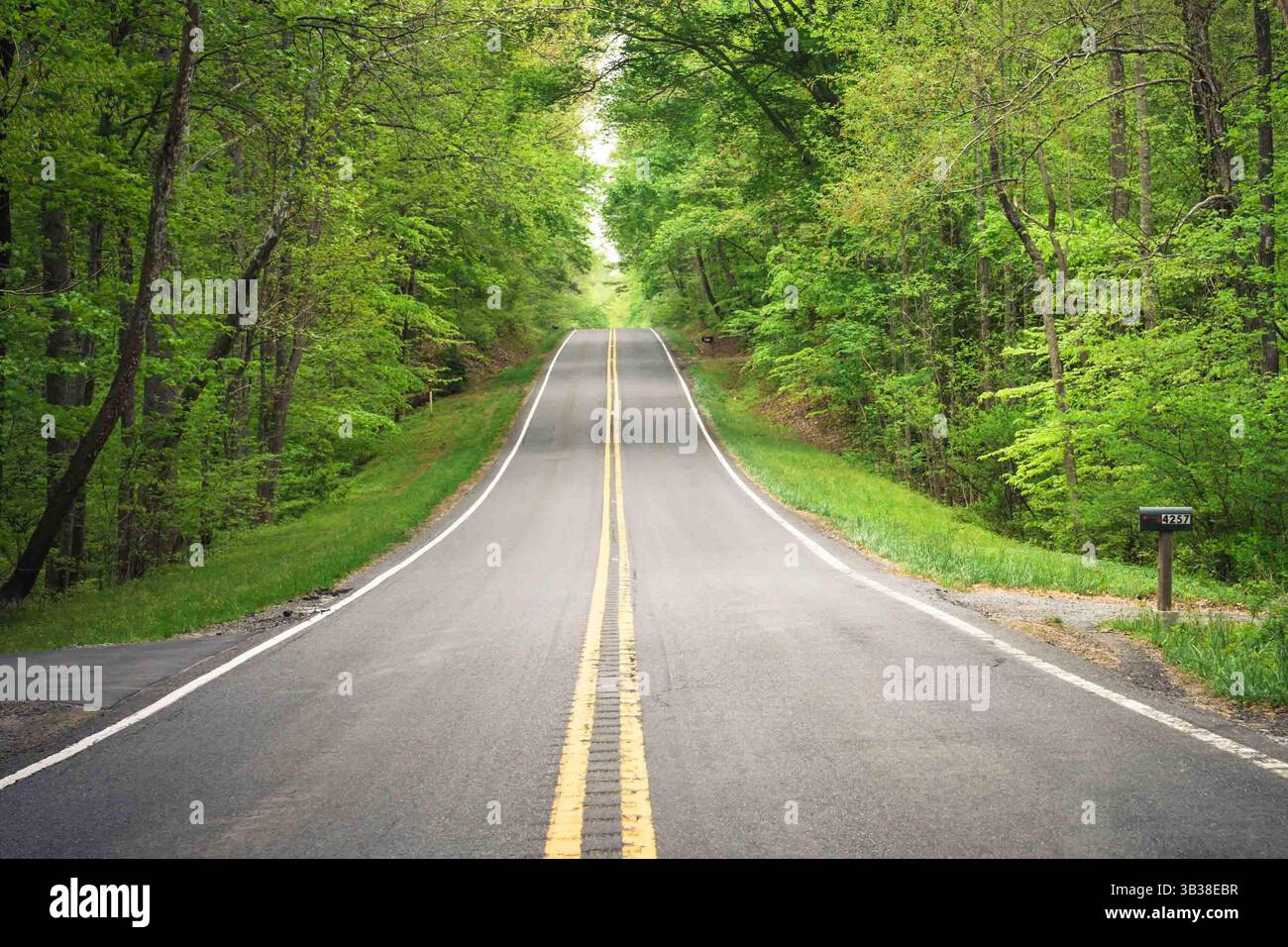 Strada con linee divisorie gialle su asfalto che conduce verso gli alberi Foto Stock
