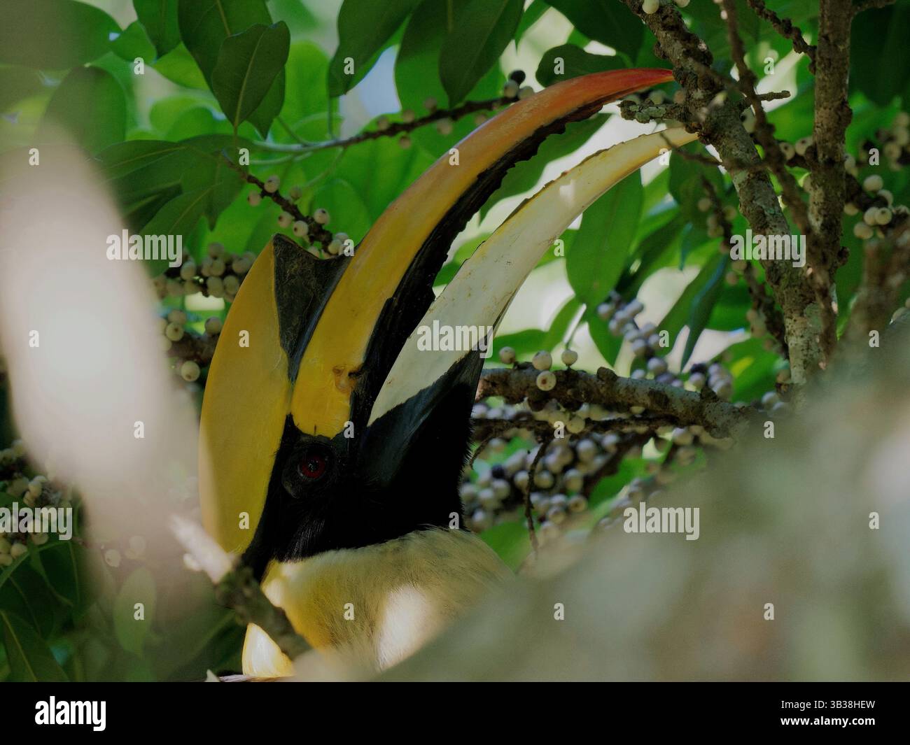 Buceros bicornis Foto Stock