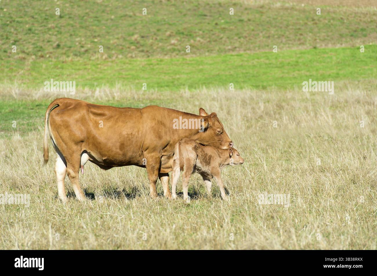 Limousine francese mucca con vitello in orizzontale Foto Stock