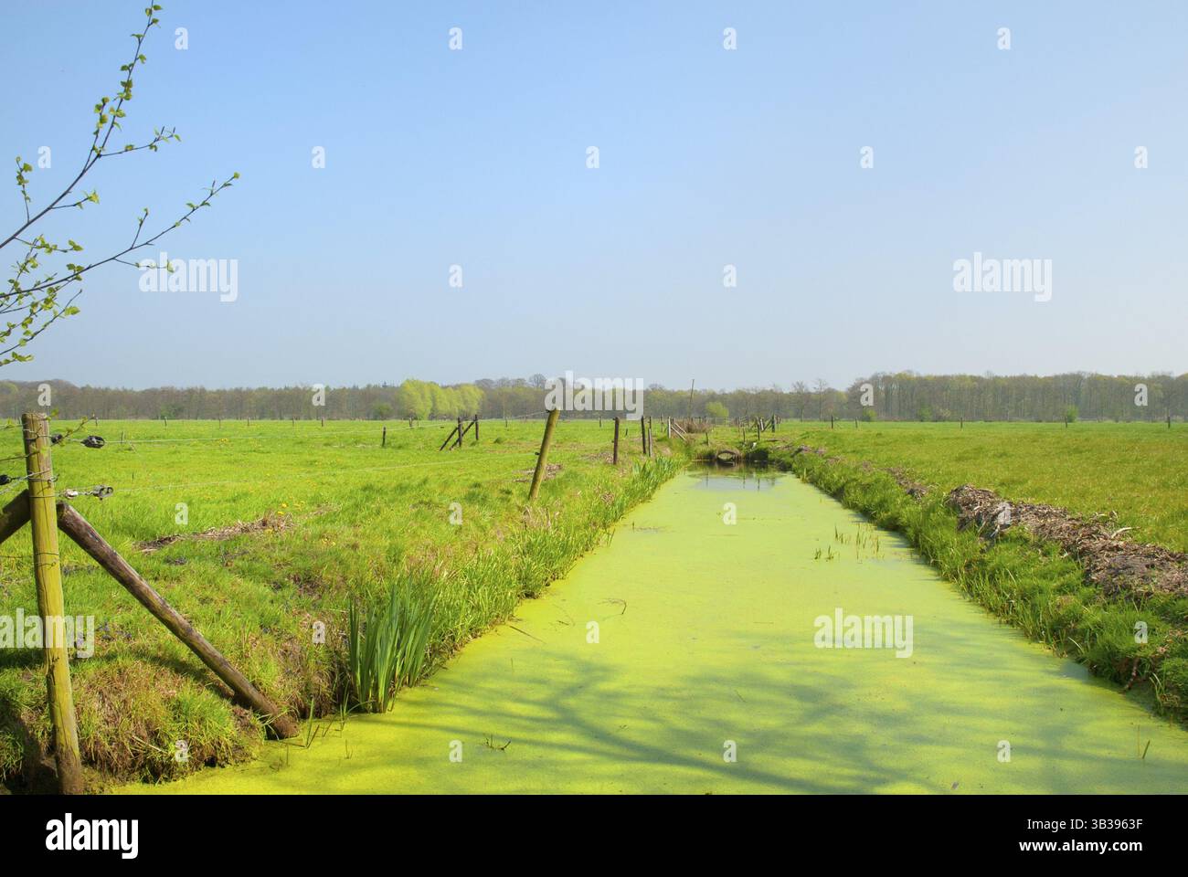 Tipico paesaggio agricolo olandese con prati e fossati Foto Stock