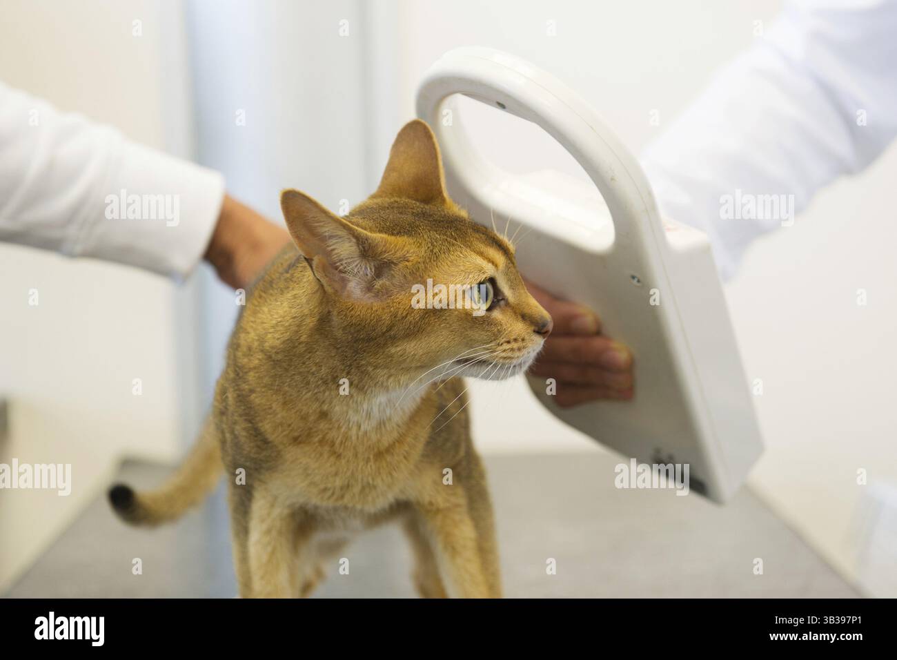 Il controllo di impianto di microchip per il gatto dal veterinario Foto Stock