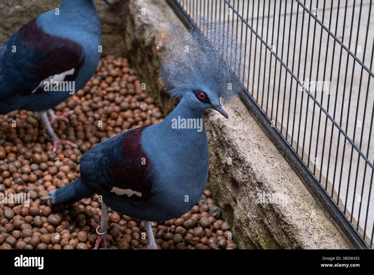Un bellissimo piccione di Goura che mostra la bellezza della sua cresta. Foto Stock