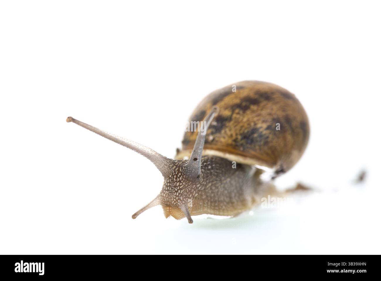 Chiocciola singola isolata su sfondo bianco Foto Stock