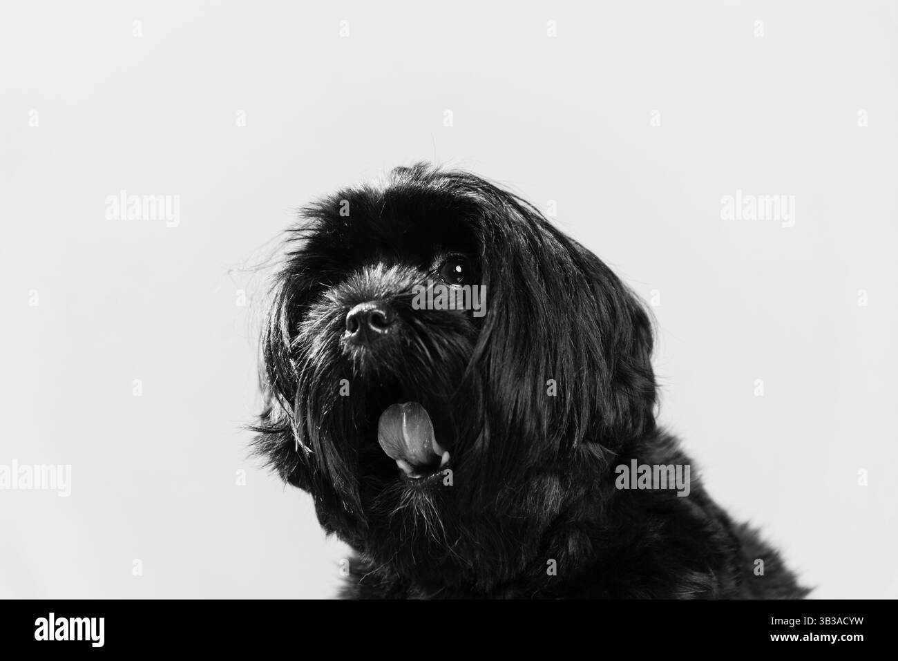 Ritratto in bianco e nero di un piccolo cane peloso ​​posing per la foto. Carino, animale domestico. Foto Stock