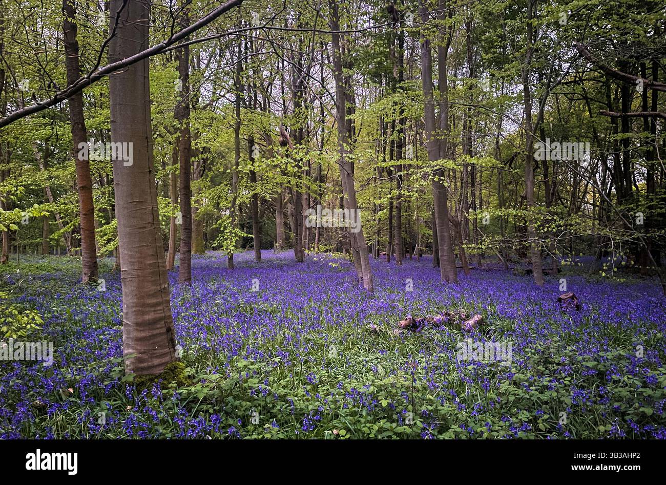 Campanelli nell'antico bosco, Sarratt, Hertfordshire, Inghilterra Regno Unito, primavera, aprile 2025 - Immagine stock catturata con smartphone