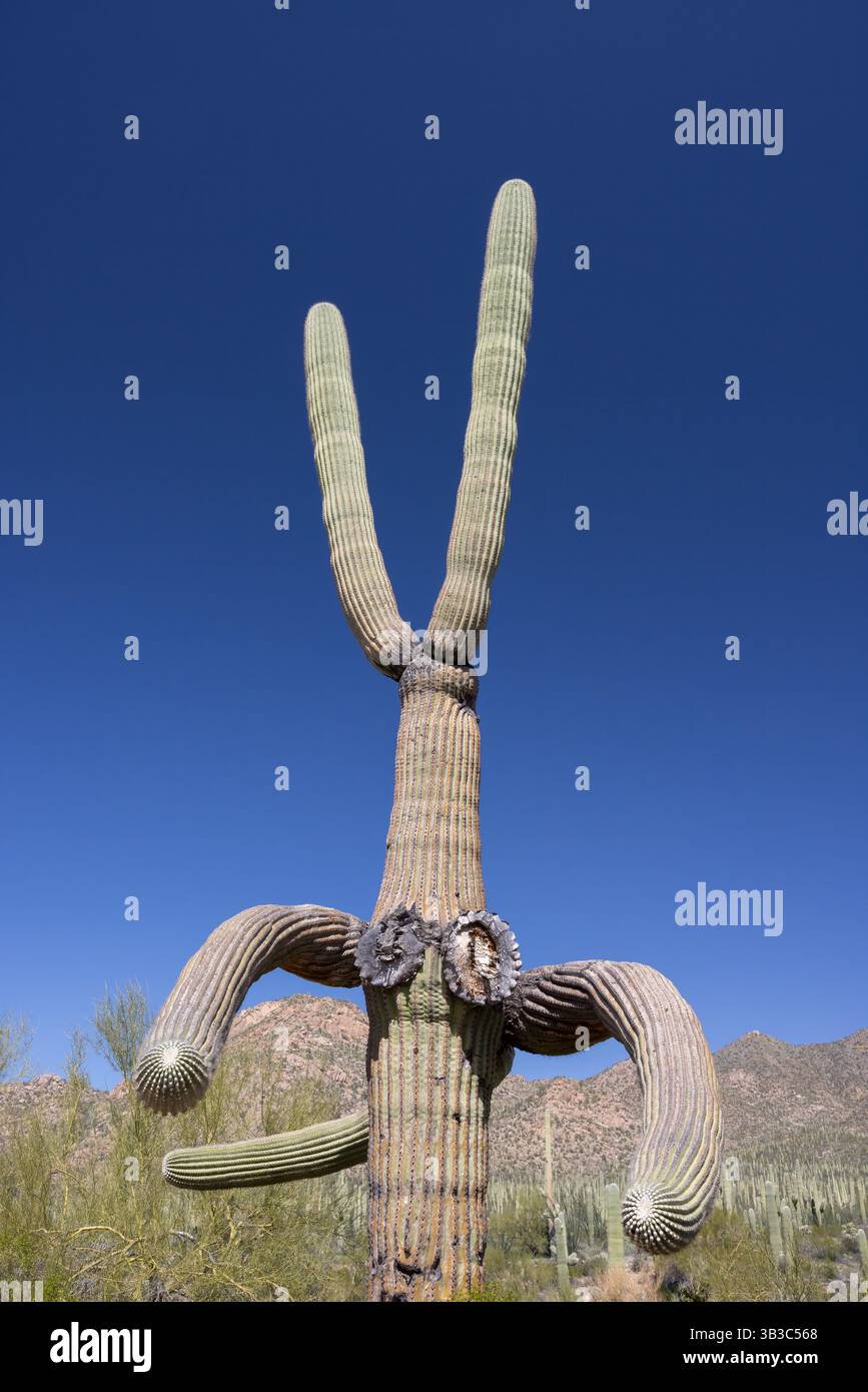 Saguaro stravagante (Carnegiea gigantea), Parco Nazionale di Saguaro, Arizona Foto Stock