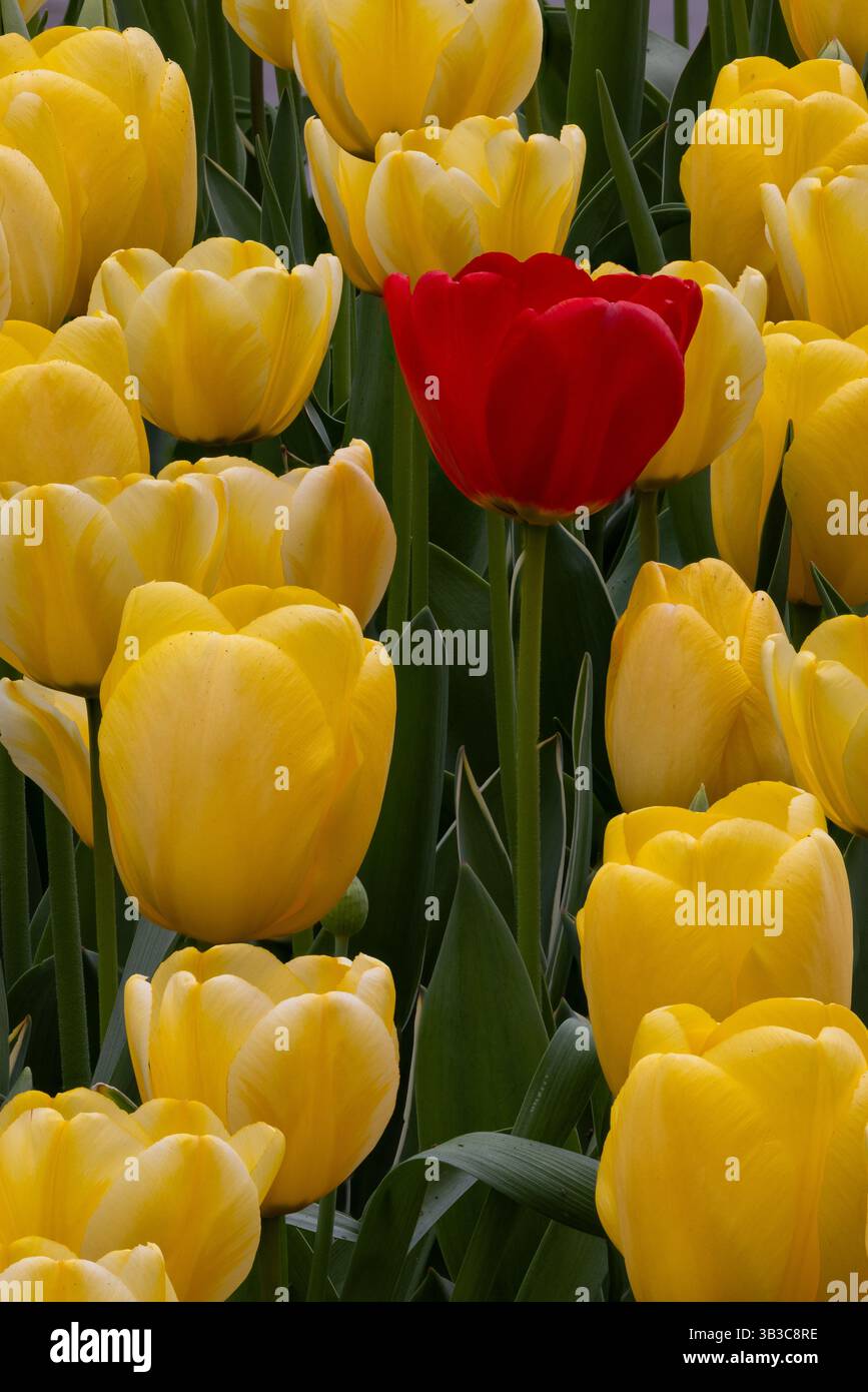 Tulipani in fiore in primavera, Longwood Gardens, Kennett Square, Pennsylvania Foto Stock